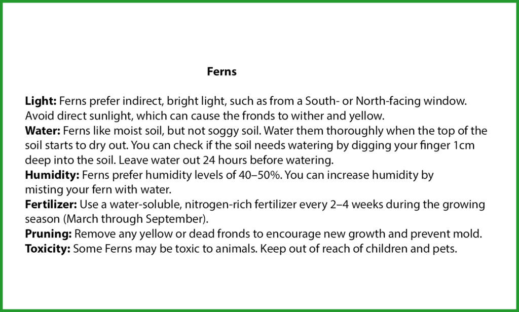 Fern Plant Care
