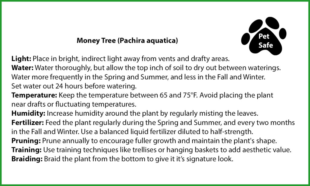 Money Tree Plant Care