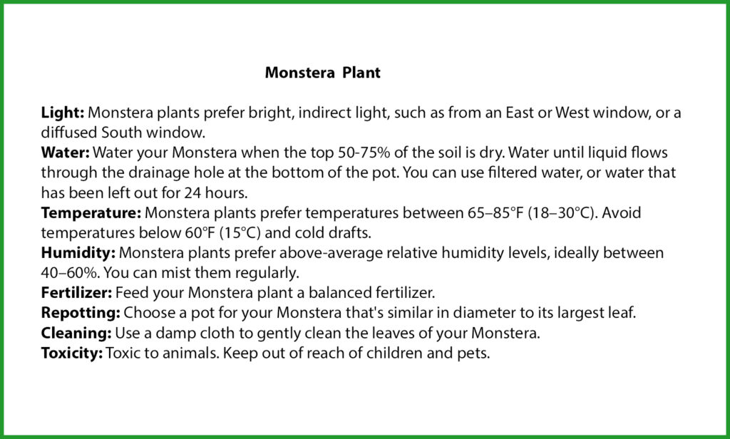 Monstera Plant Care