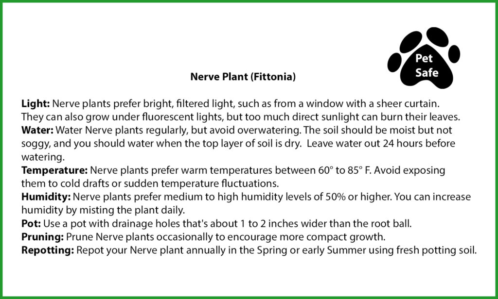 Neve Plant Care
