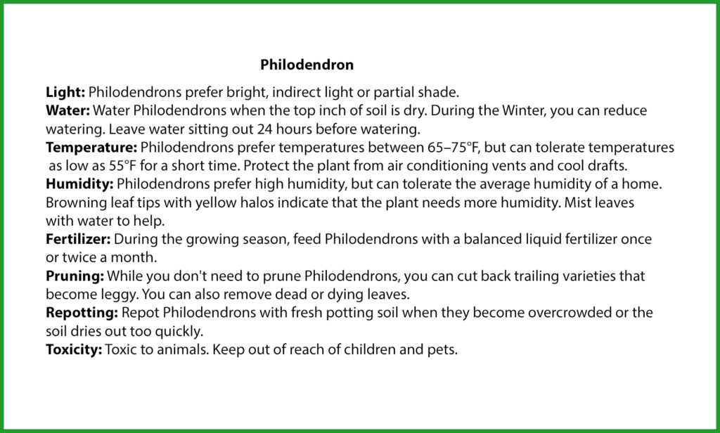 Philodendron Plant care