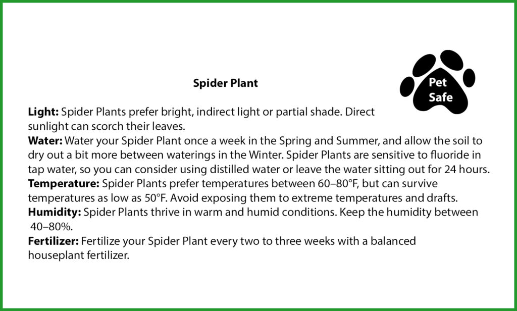 Spider Plant Care