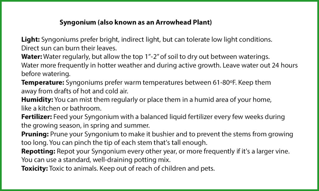 Arrowhead Plant Care