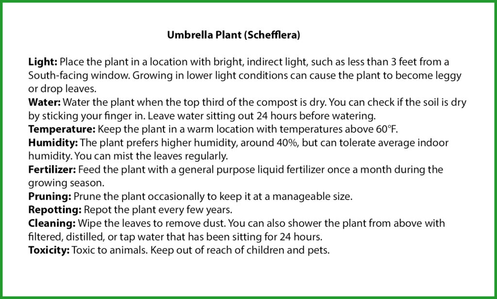 Umbrella Plant Care