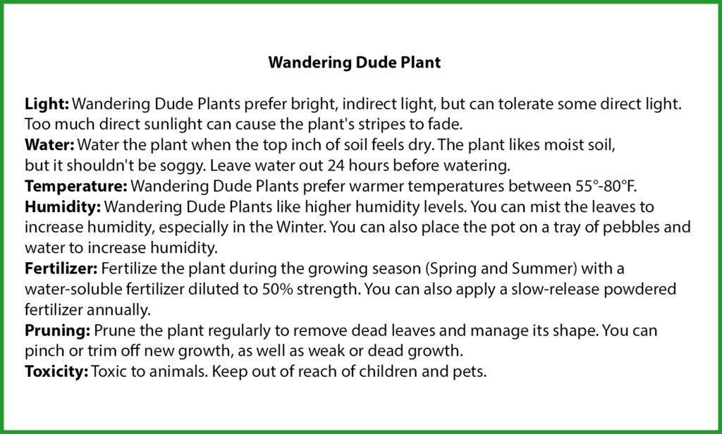 Wandering Dude Plant Care