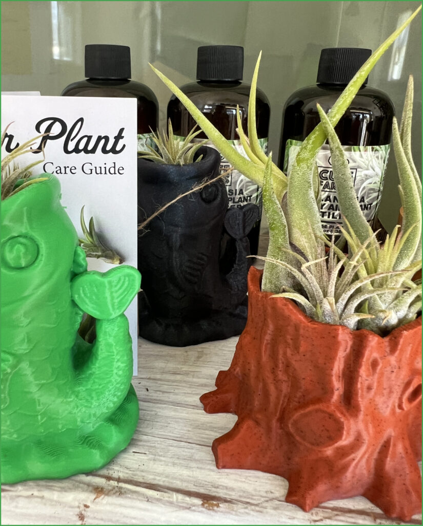 Air Plant in Stump Planter