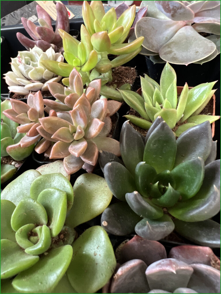Succulents