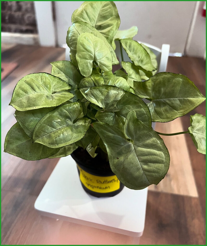 White butterfly Syngonium