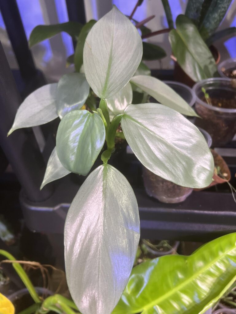 Philodendron Silver Sword