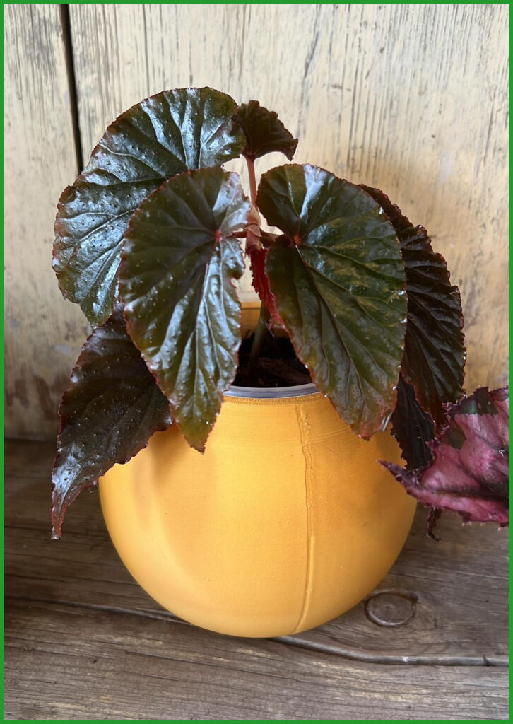 Plant in an orange planter