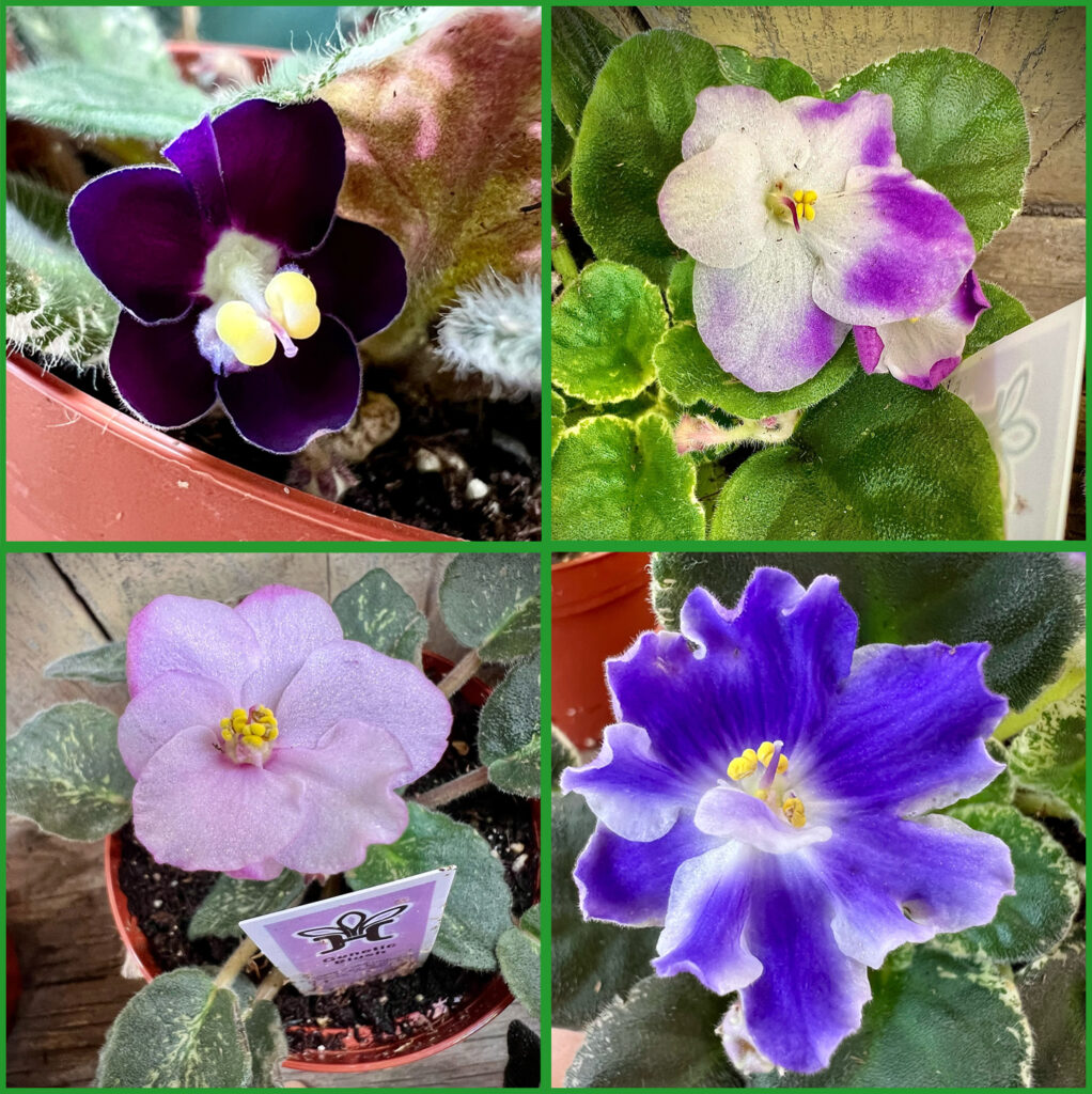 African Violets in Bloom