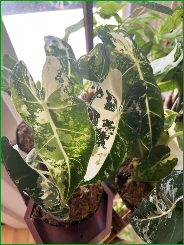 Variegated Alocasia Frydeks