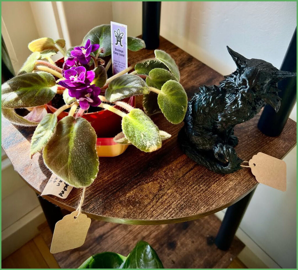 African Violet