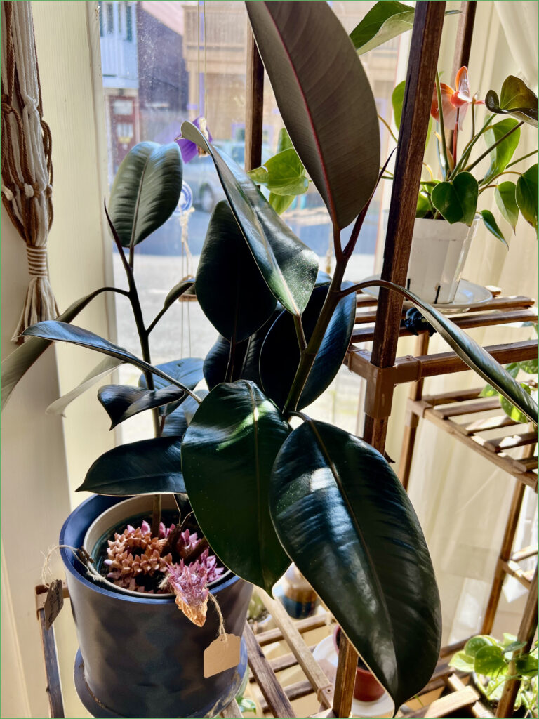 Burgundy Rubber Plant with Plant friend