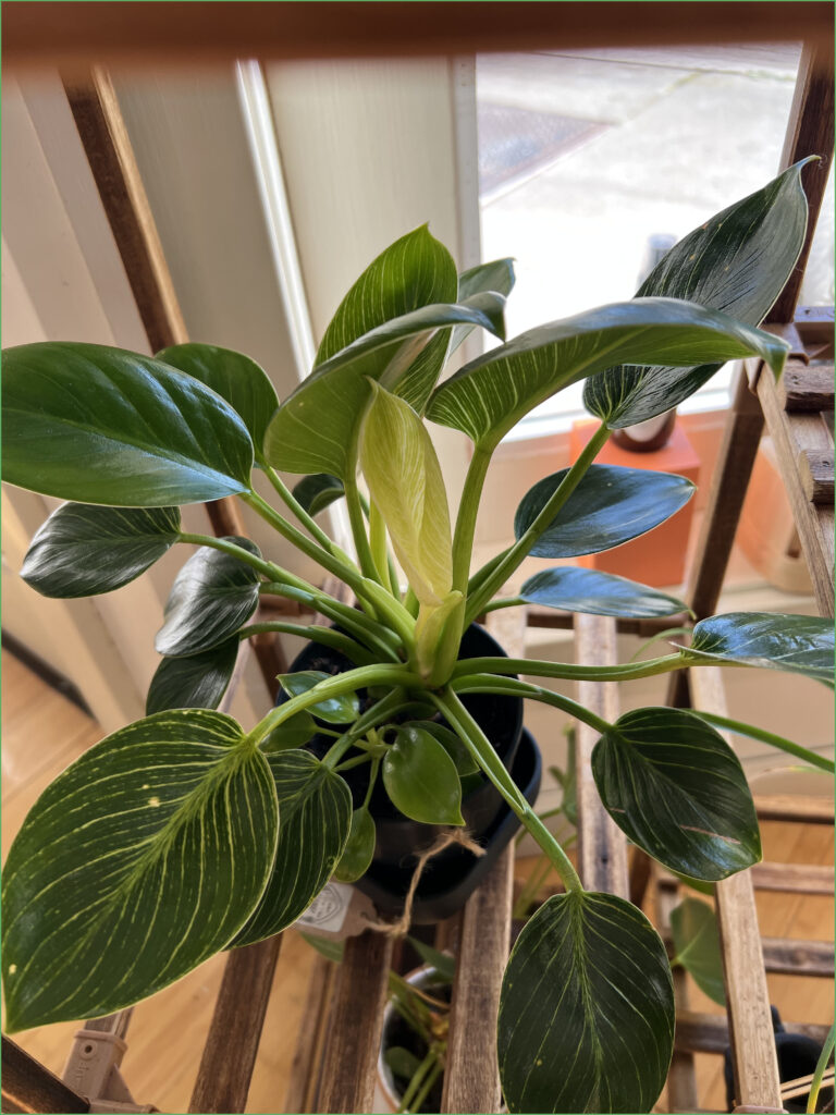 Philodendron Birkin Plant