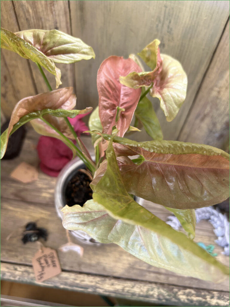 Pink Syngonium Plant