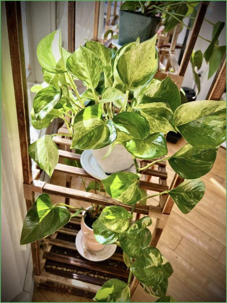 Pothos Majula