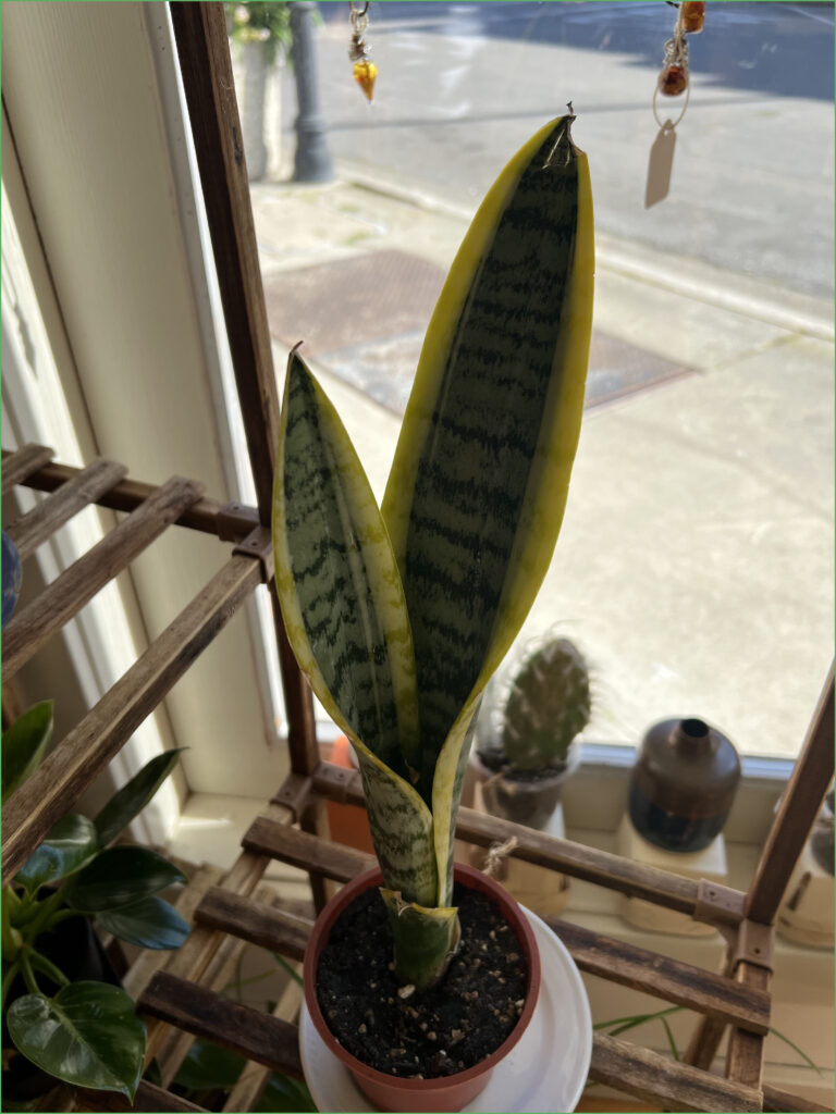 Snake Plant